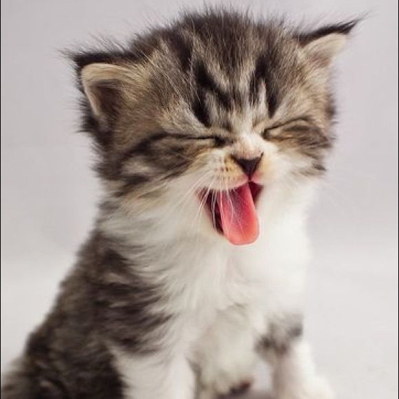 Meet your Posher, Kel - Picture 1 of 1